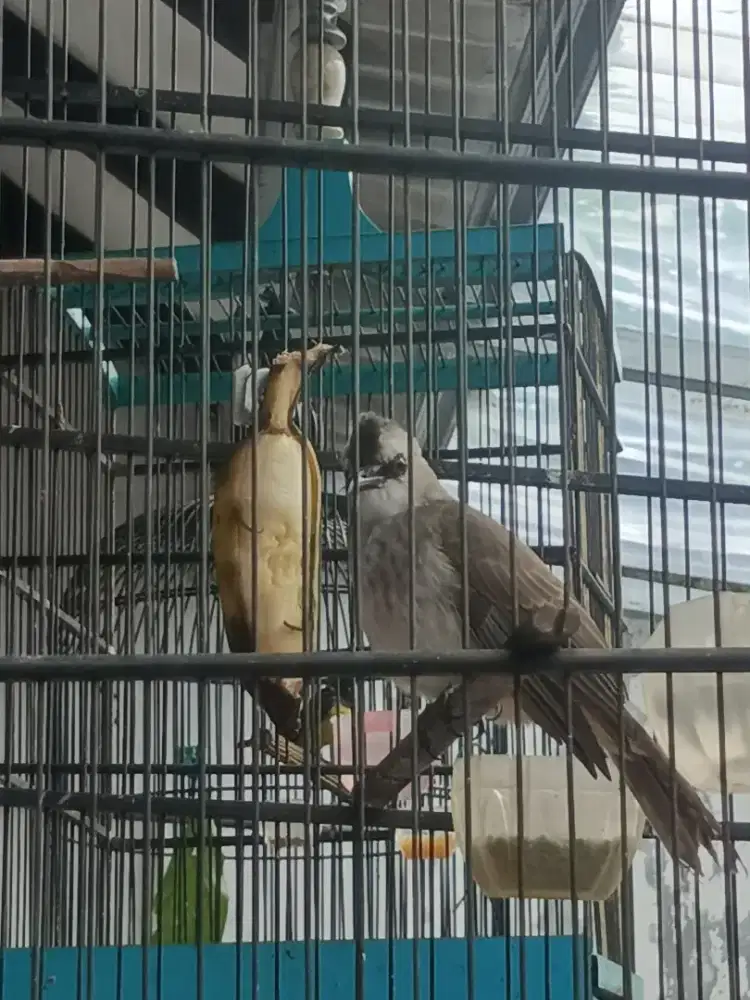 Trucukan x loloh, jantan, harian rajin mbandul , ngriwek, no minus