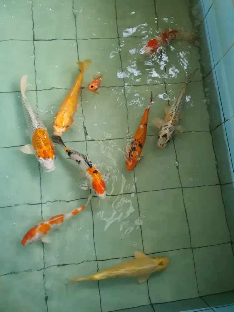 IKAN KOI LOKAL 40CM ++