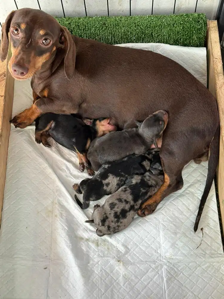 Dachshund / Tekel puppies DOB 07-12-25