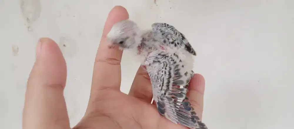 Budayabaca Anak parkit lokal lolohan induk fresh Glodok cindil FF