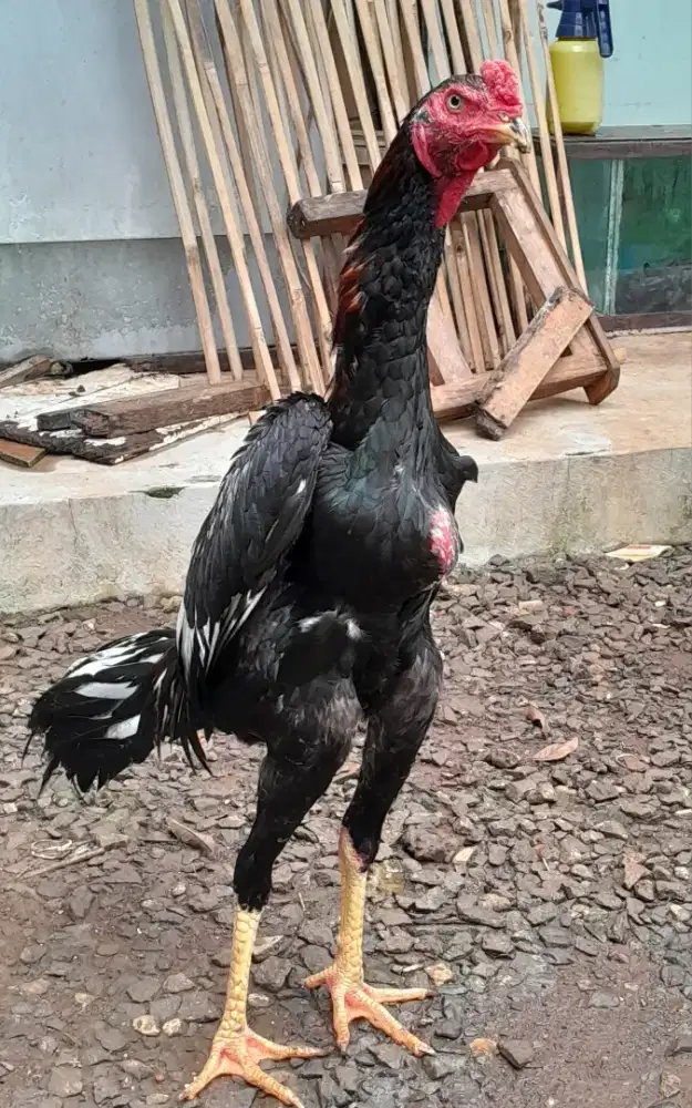 Ayam jantan turunan bangkok
