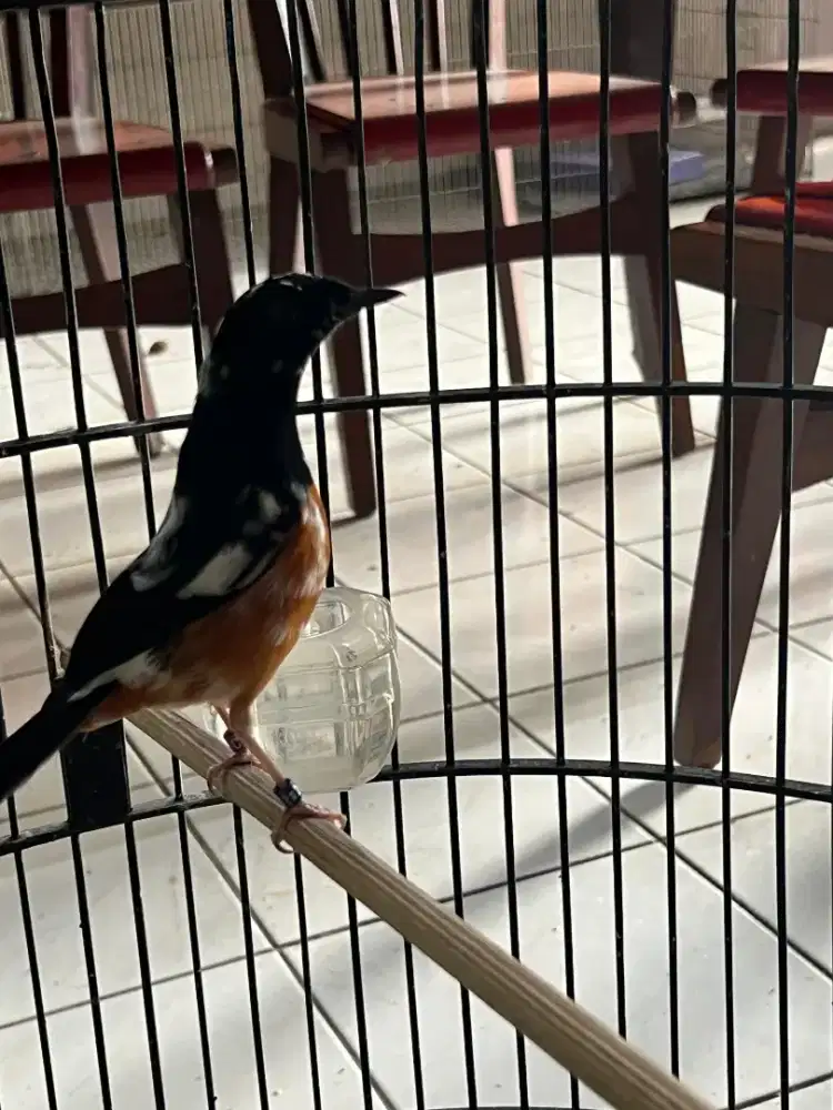 Burung murai batu blorok