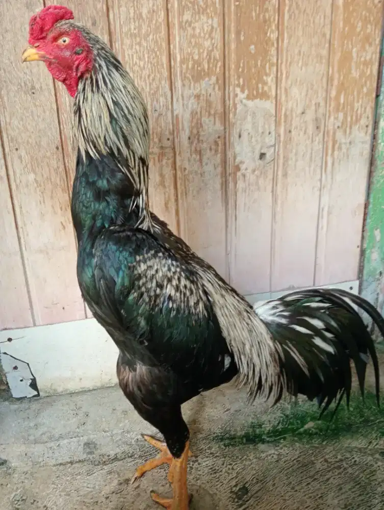 Ayam Bangkok klasik 1x urakan