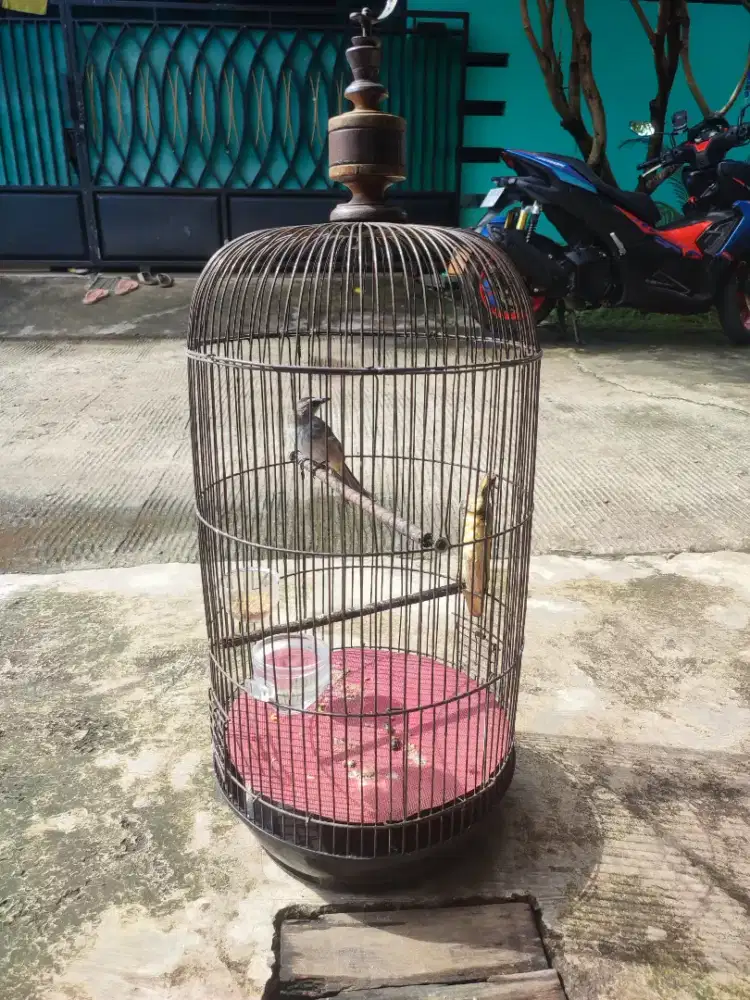 Di jual burung trucukan usia 8 bulan