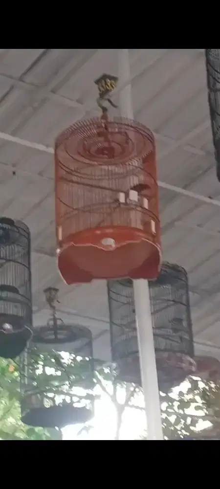 Murai prestasi anget mingu kemaren rapi mabung