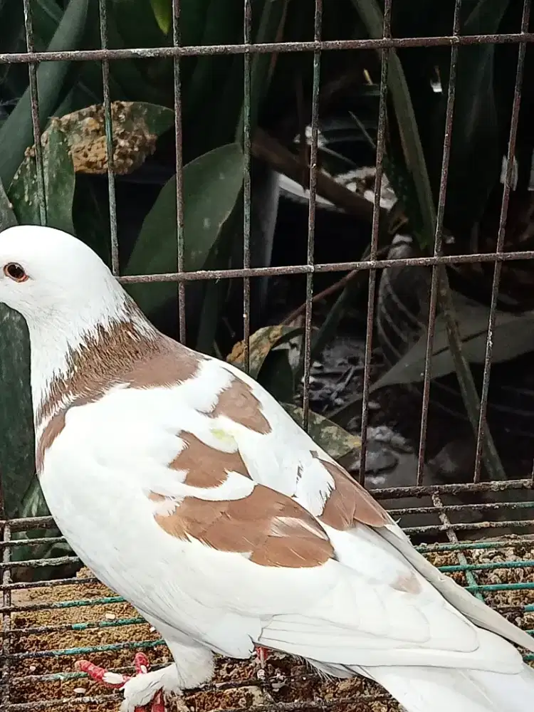 Merpati kolong jantan