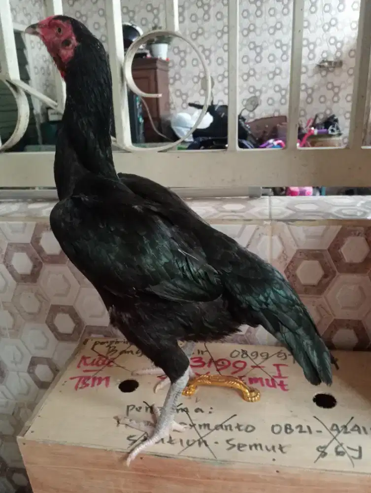 Ayam Betina koytrad pkul drumband