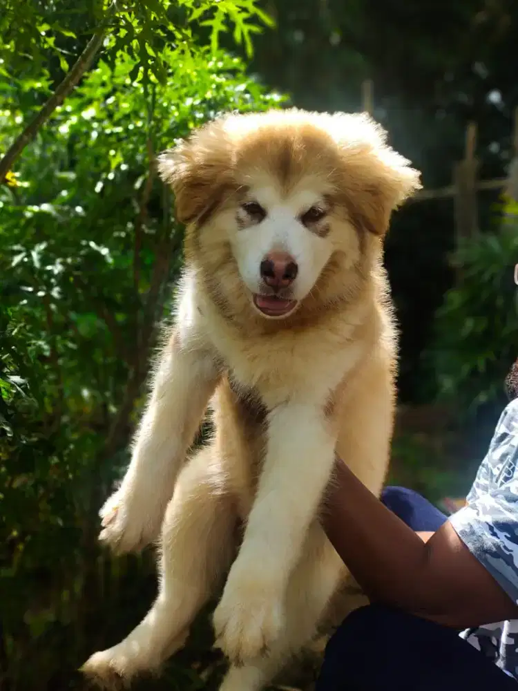 Alaskan malamute female