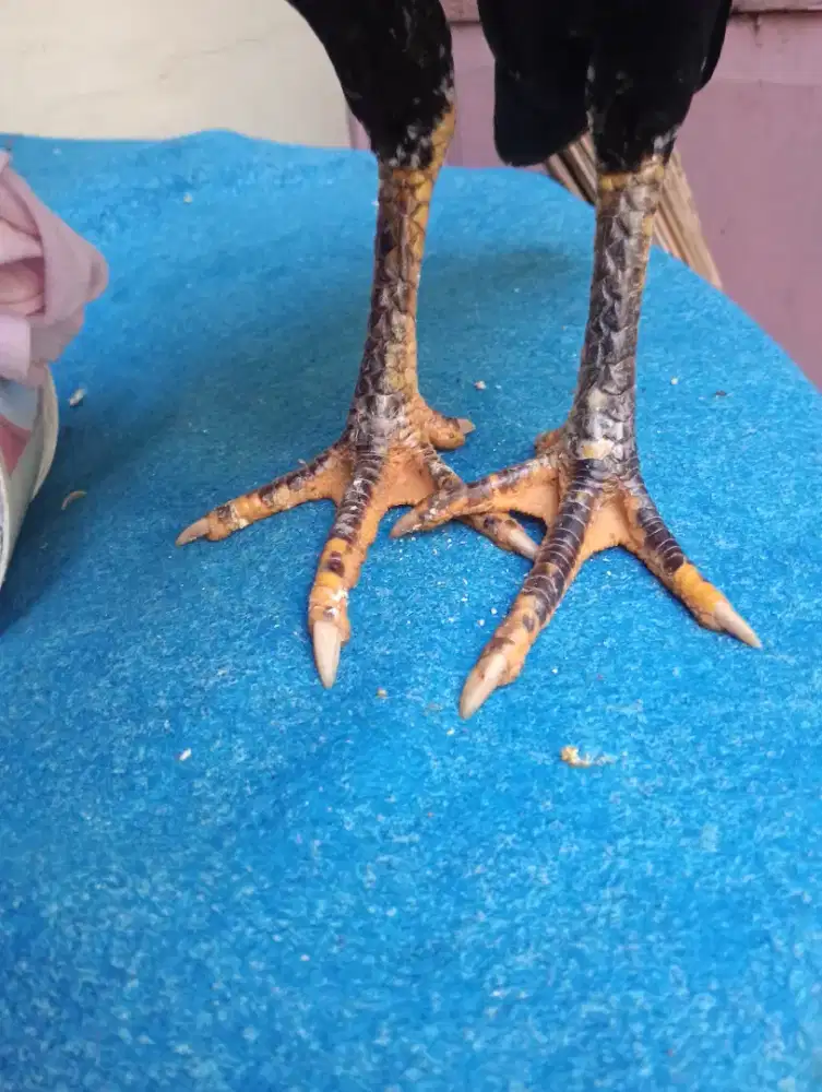 Ayam betina koytrad body sedang