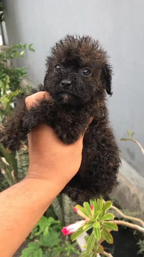 Tinny poodle betina 7 minggu