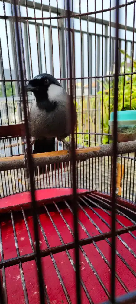 Poksay gacor bodi big