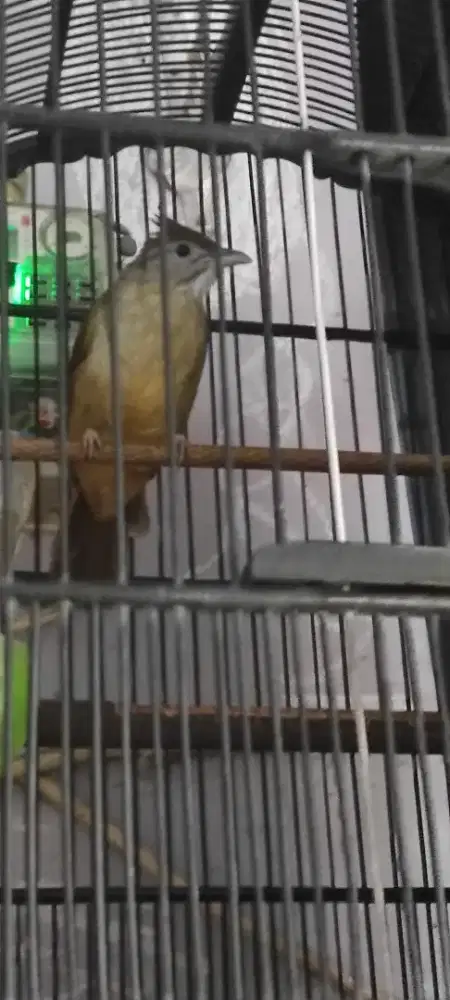 Kapas tembak gacor & rpm