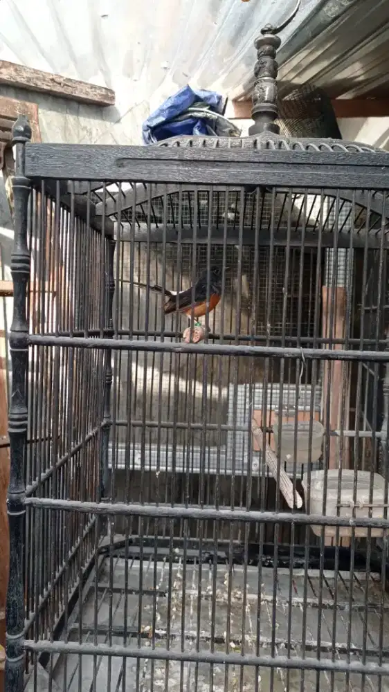 Jual murai batu betina