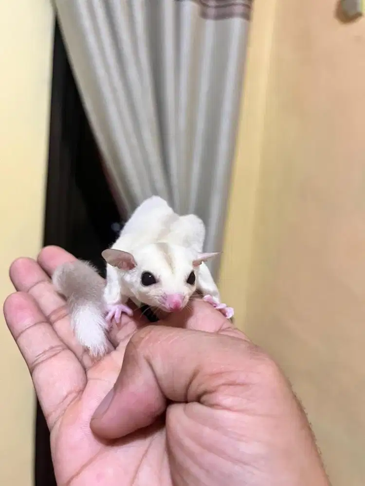 Sugar glider creamoz jantan