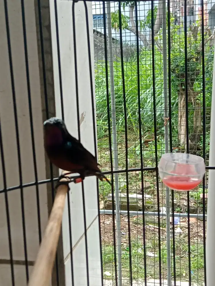 Konin dada coklat ring