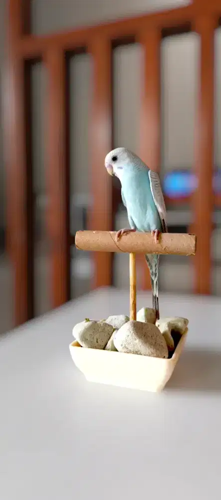 Parkit Jinak Untuk Teman Bermain Anak