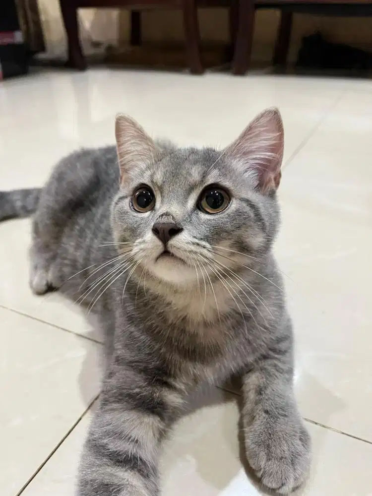 BRITISH SHORTHAIR TABBY