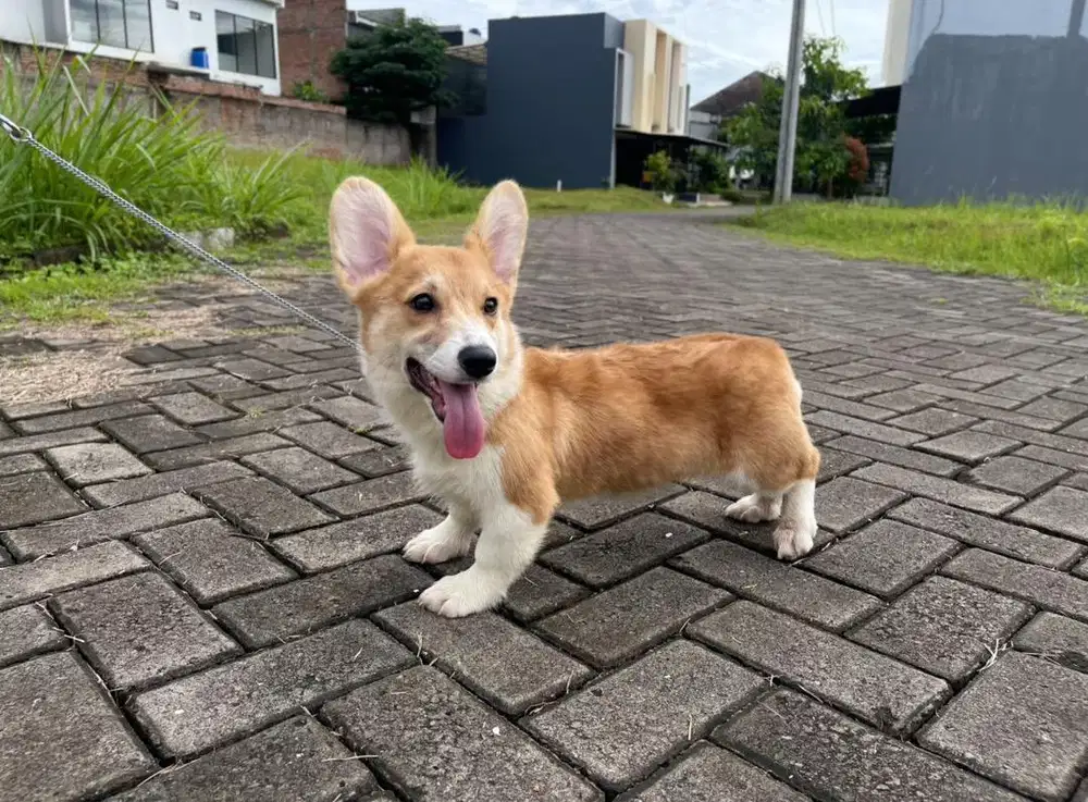 Welsh Corgi Jantan