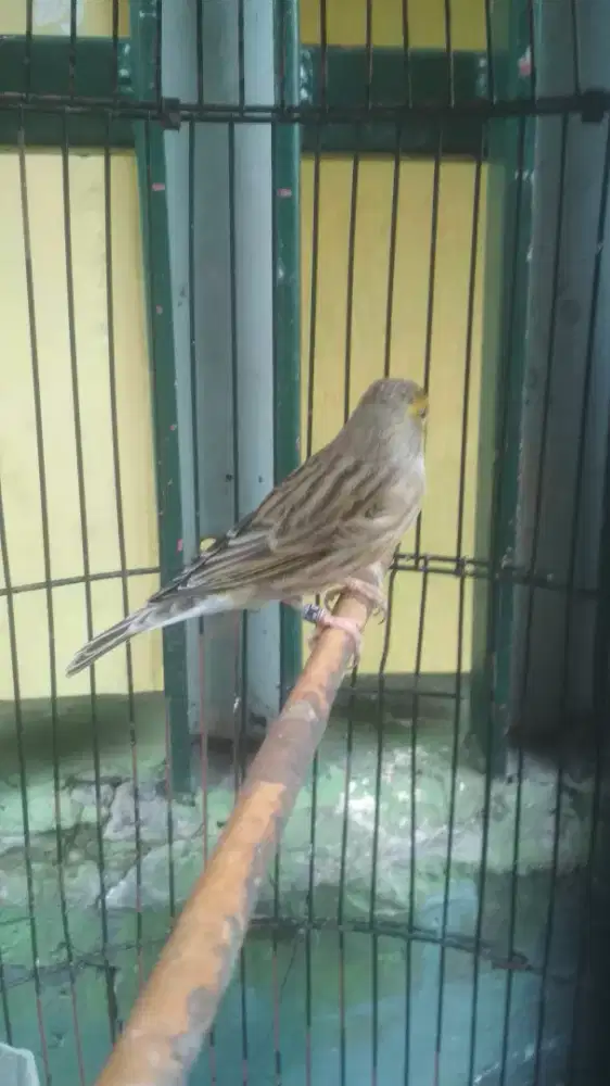 Burung blacken gacor lagu mix kenari sama blacktroat