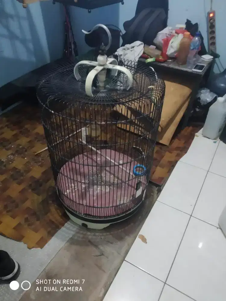 Sangkar burung murai