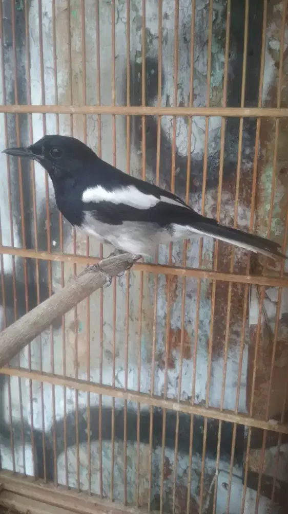 Burung kacer 3 larasan lagi meresin bulu dikit lagi