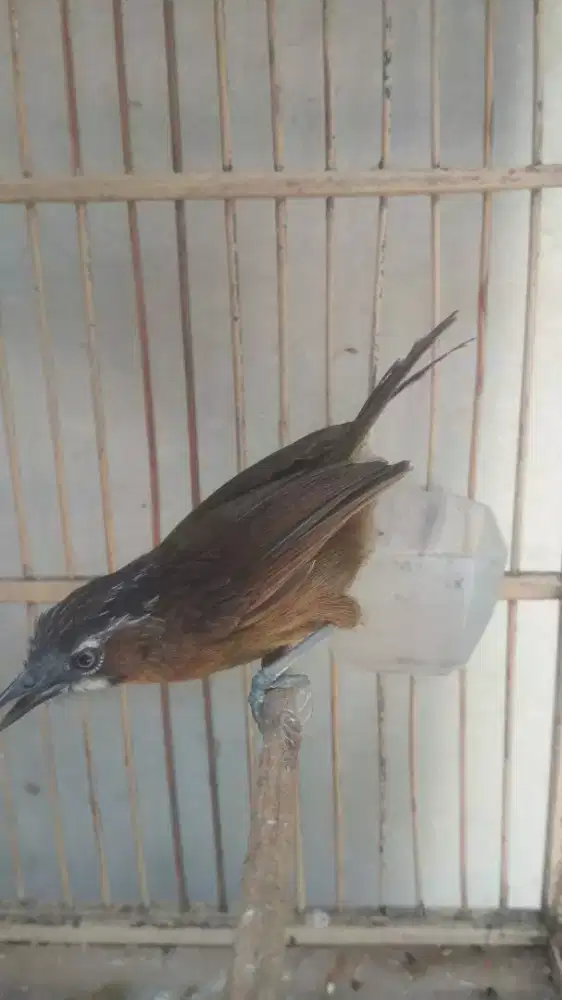 Burung tepus lurik jantan