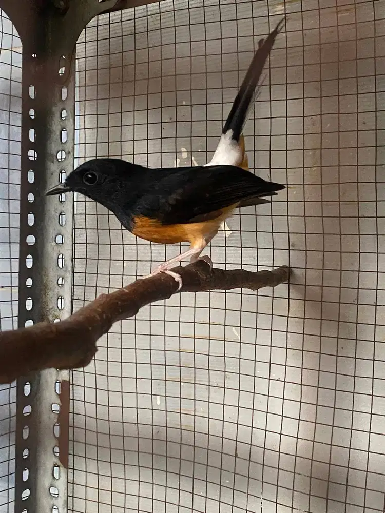 Murai Batu Trotol Baju Baru