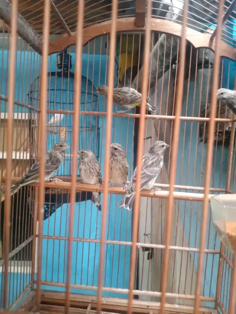 Paud Blackthroat usia 4bln jantan wiksar