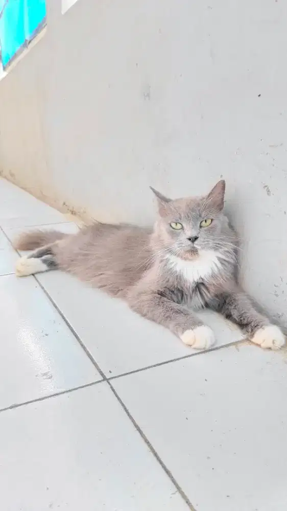 LEPAS ADOP KUCING MIXDOM