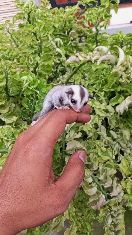 SUGAR GLIDER CLASSIC GREY