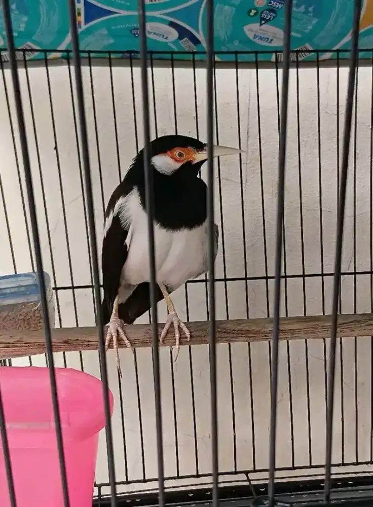 Jalak suren nyatpam mompa