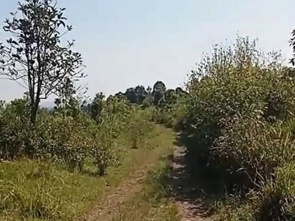 Dijual Lahan Hijau Luas 17 Ha Di Sukorejo Kendal