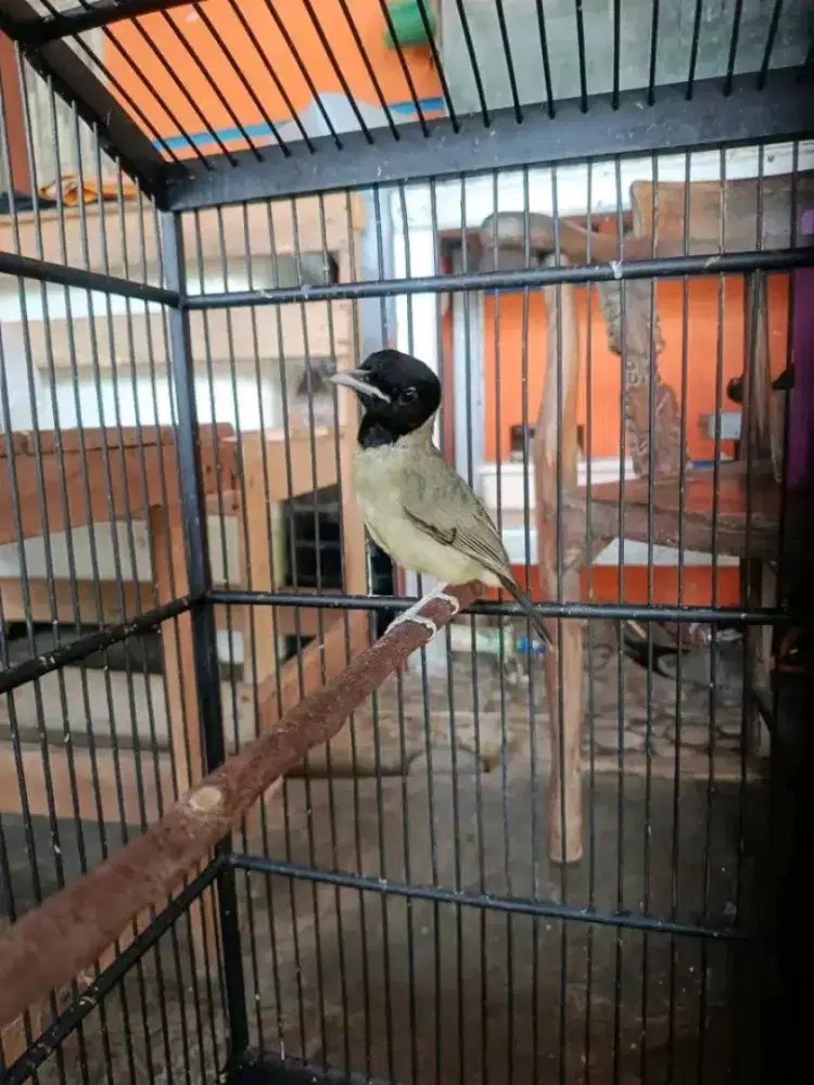 Samyong burung 1001 suara mulus jinak harian rajin