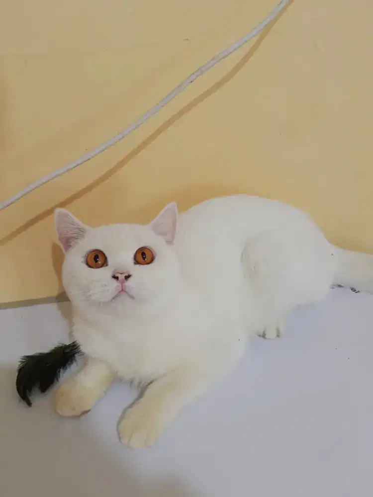 BRITISH SHORTHAIR/BSH WHITE