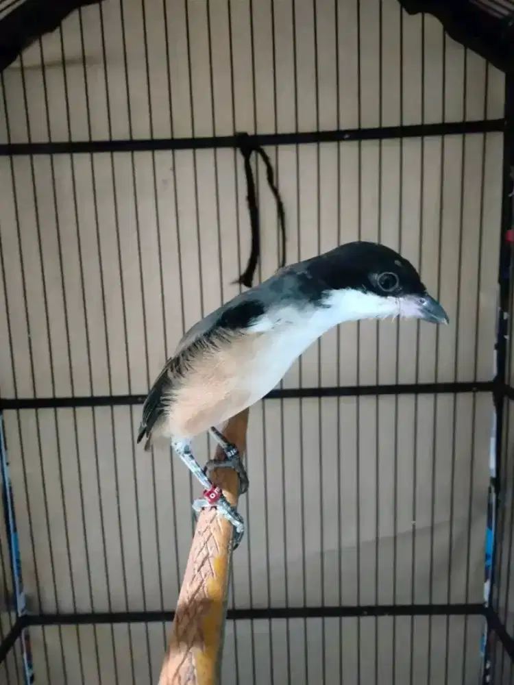 Cendet blankon madura paud usia 4bln dorong ekor