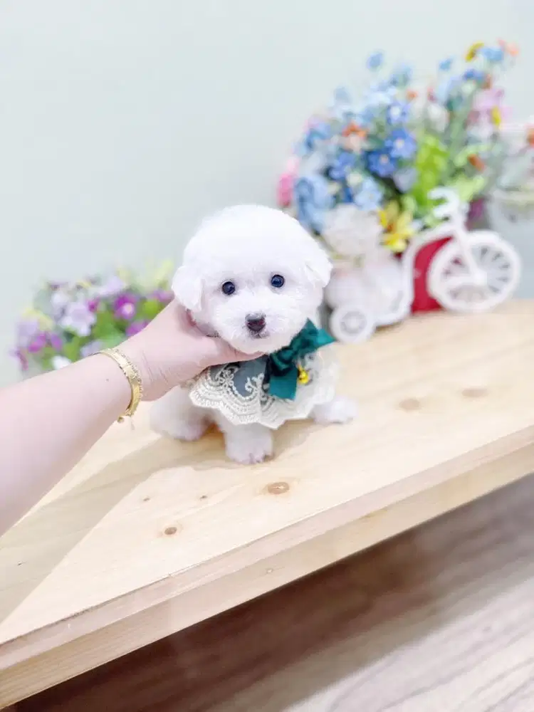 Male korean mini bichon bersertifikat cute face bloodline import korea