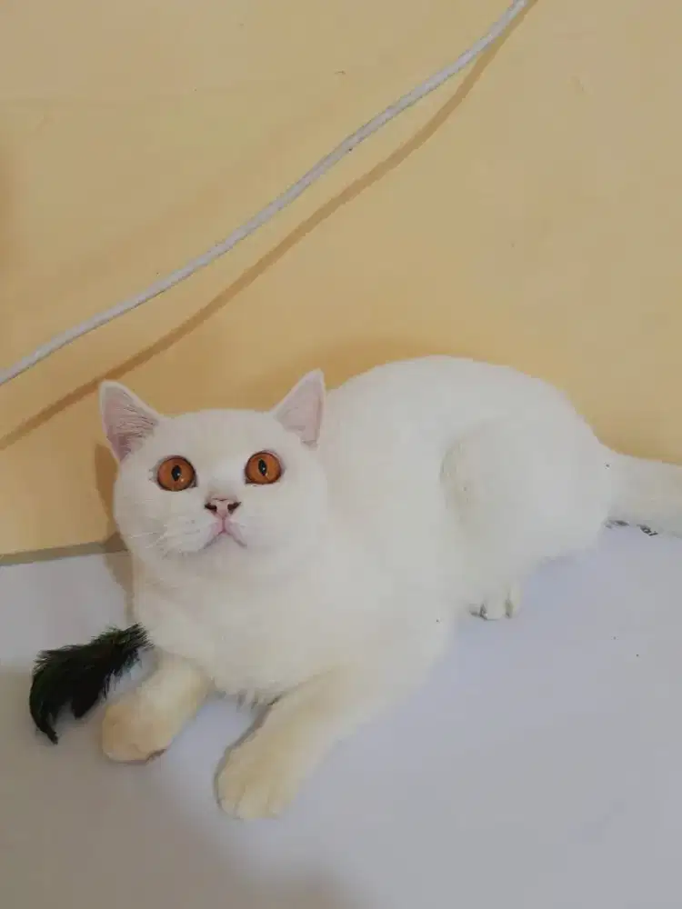 Bsh white solid betina proven 1 kali