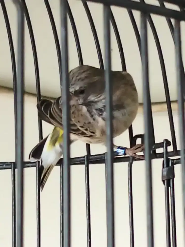 Blacktroat..buka sayap gacor