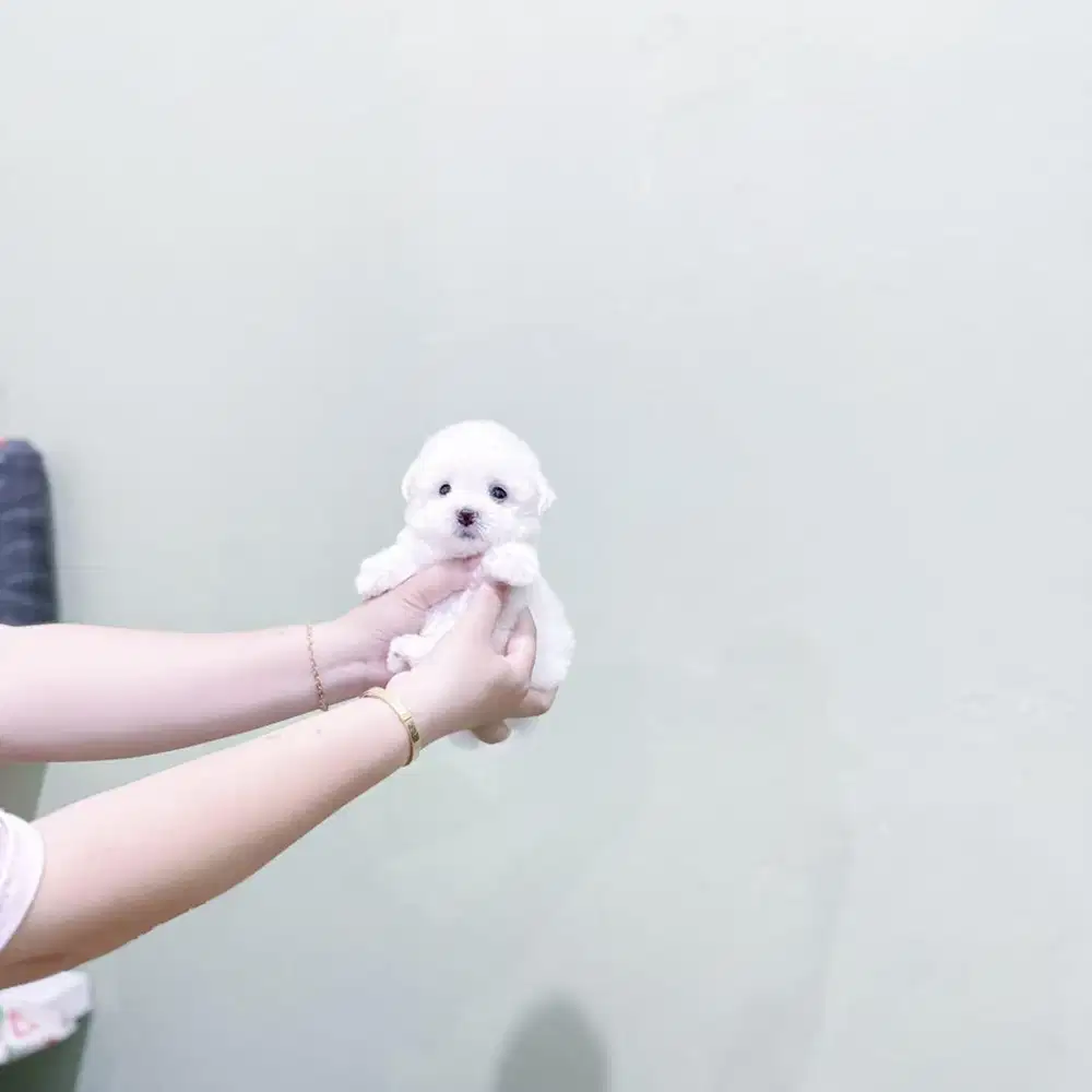 Male korea  mini bichon super imut bloodline import korea lucu cakep