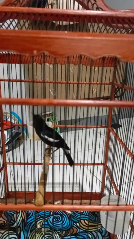 Burung decu burung aja