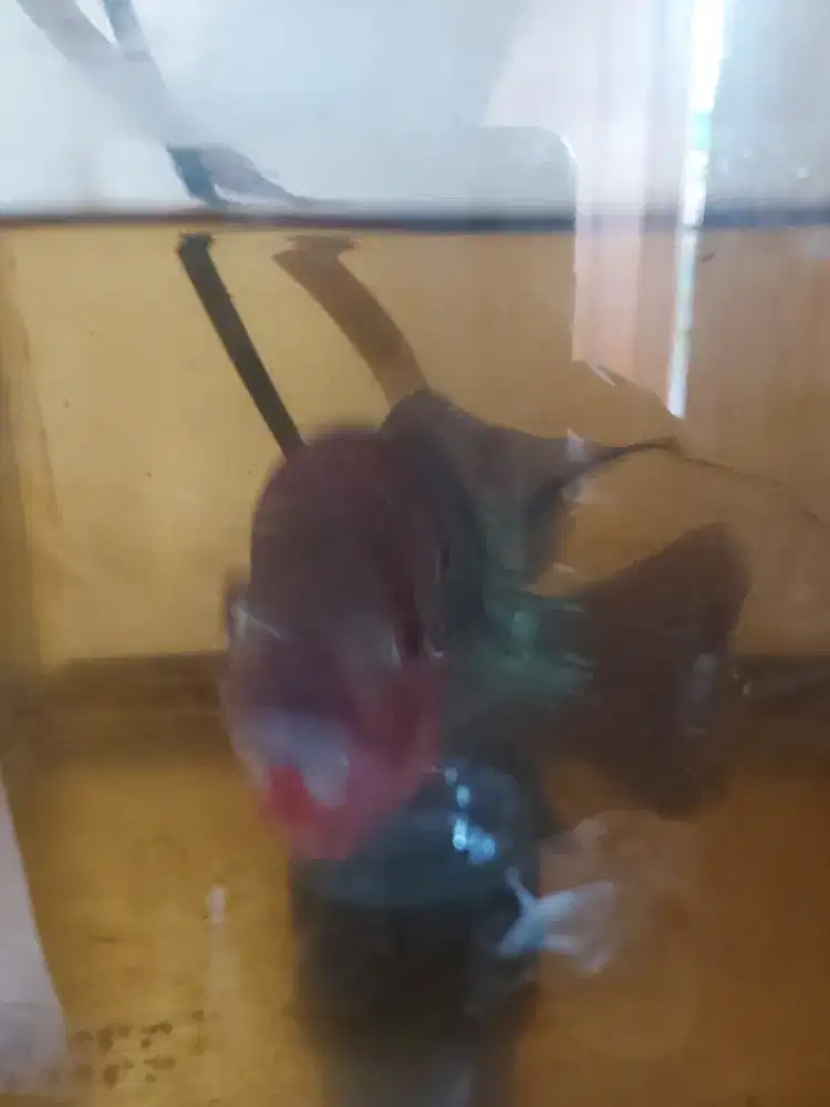 Ikan Lohan ada 2 ekor