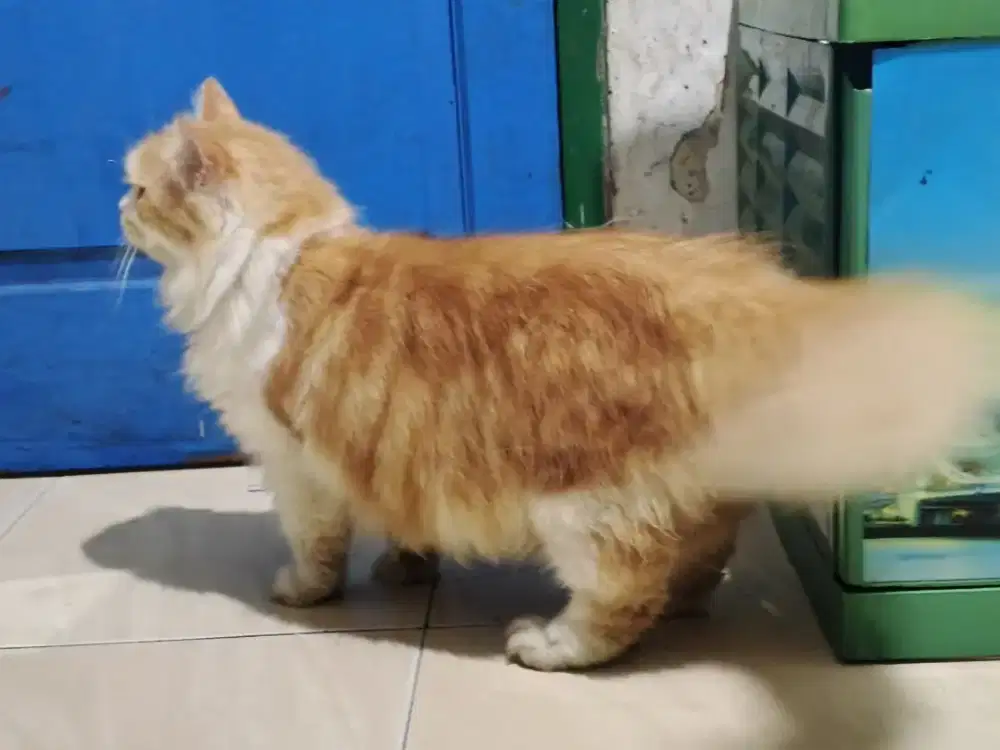 Kucing maincone mix super bugbone