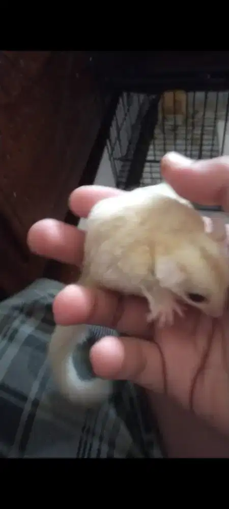 Sugar glider creamino jantan