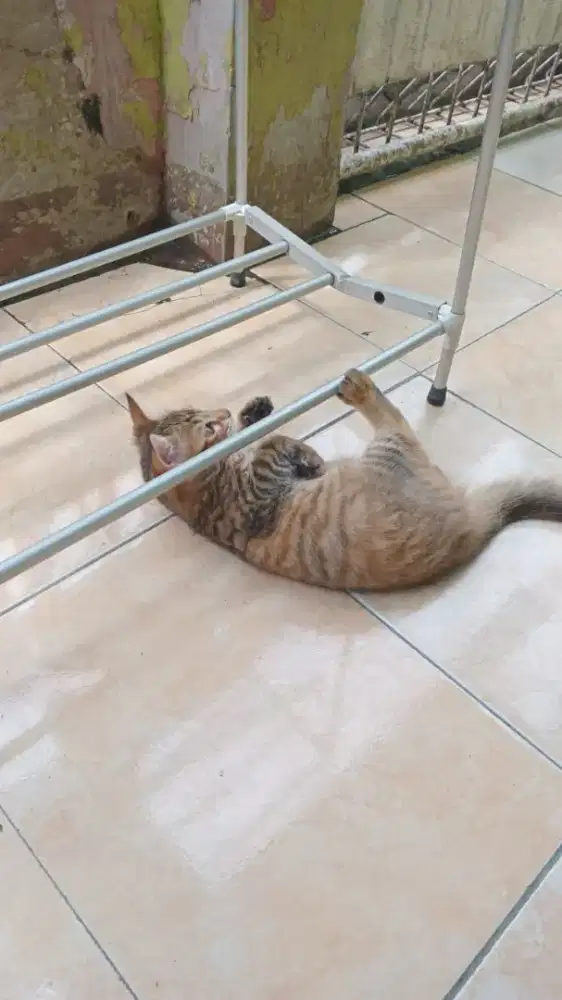 Over adopsi 5 kucing lucu