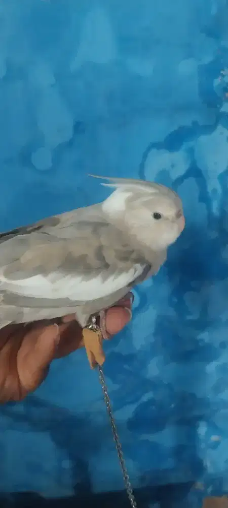 Jual burung falk parkit australi