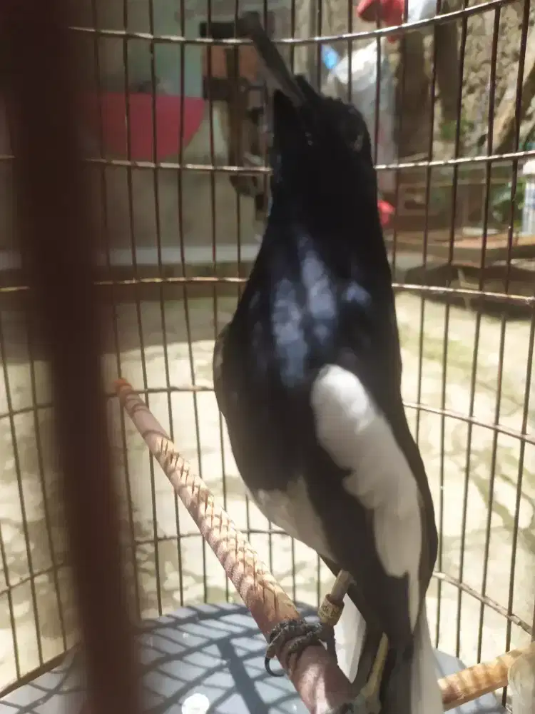 Burung kacer jinak rajin