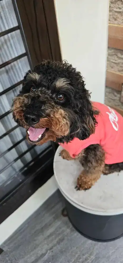 Anjing Poodle Toy Phantom