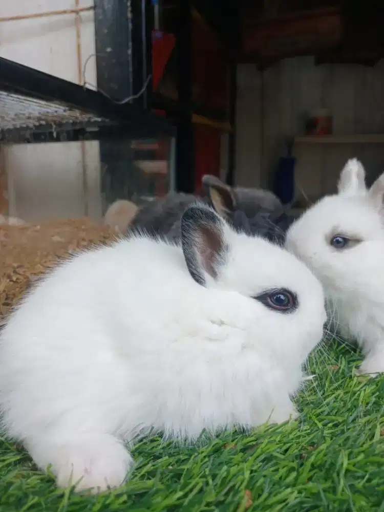 Kelinci hias jenis NEDHERLAND DWARF MINI