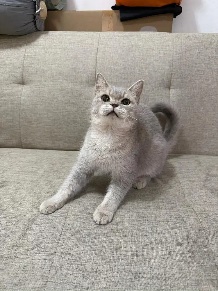 BSH betina Golden Blue proven