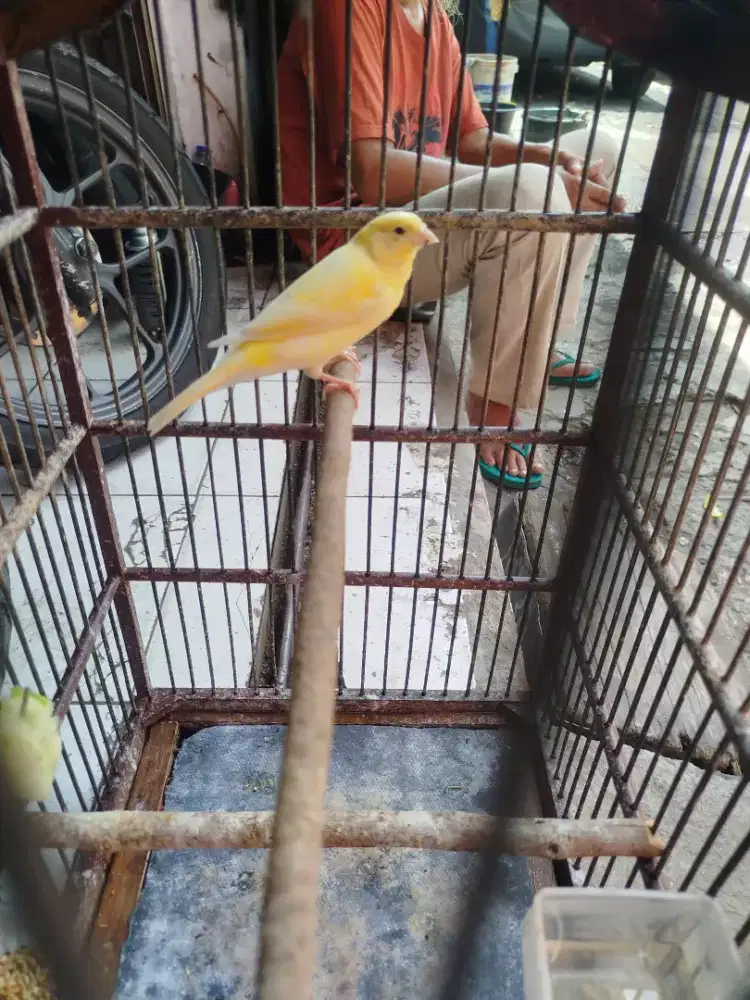 Jual burung kenari loper